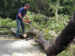 Trusted Tonto Basin, AZ Tree Care Experts
