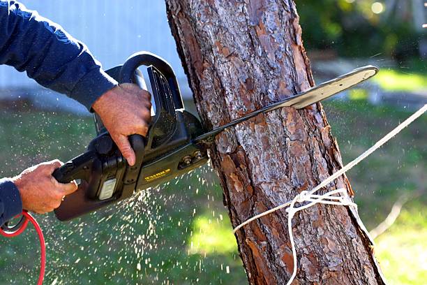 How Our Tree Care Process Works  in  Tonto Basin, AZ